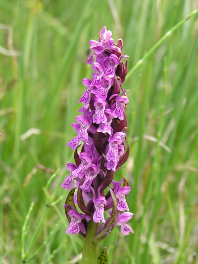 Dactylorhiza...